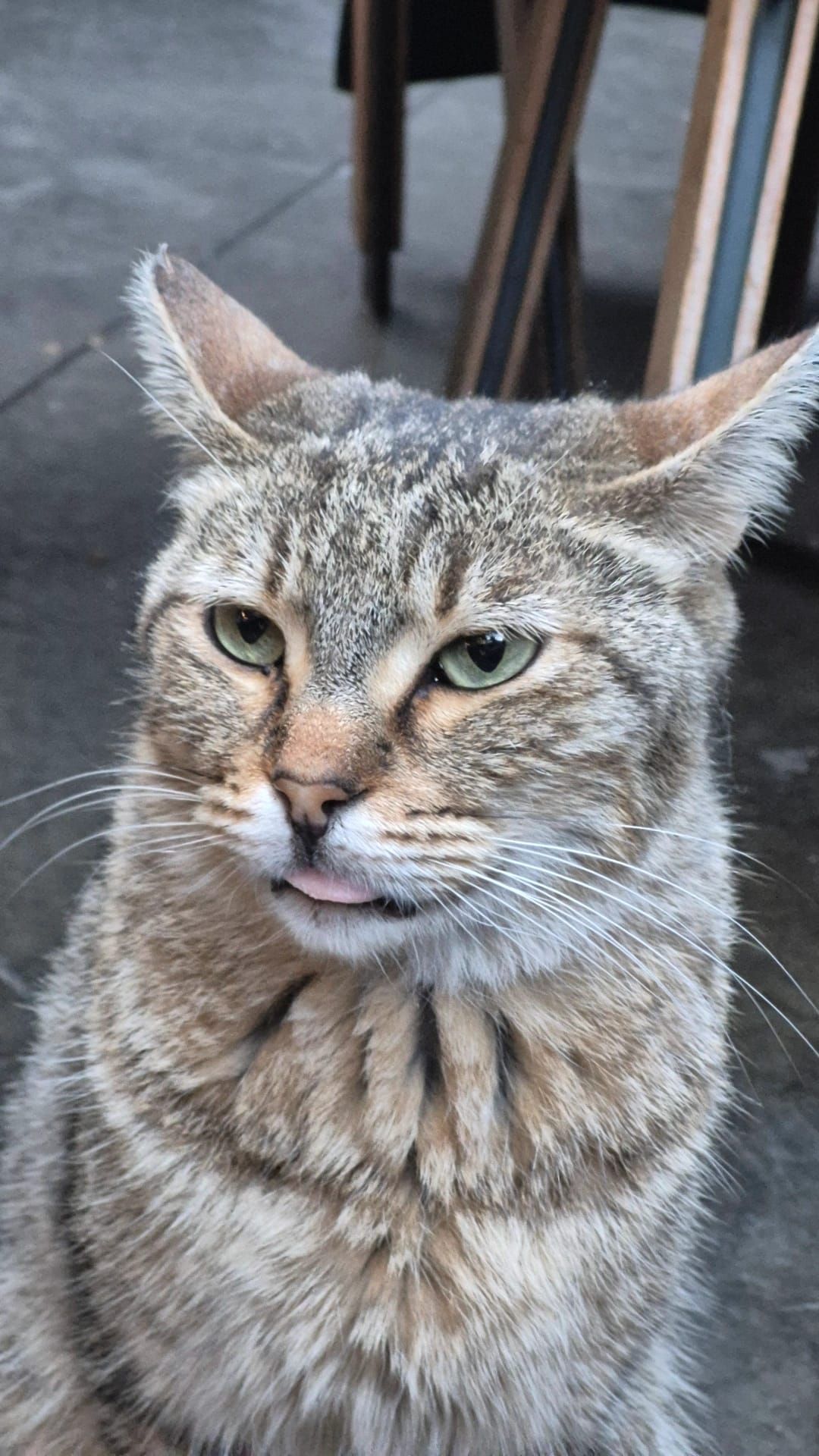 A cat with its tongue out