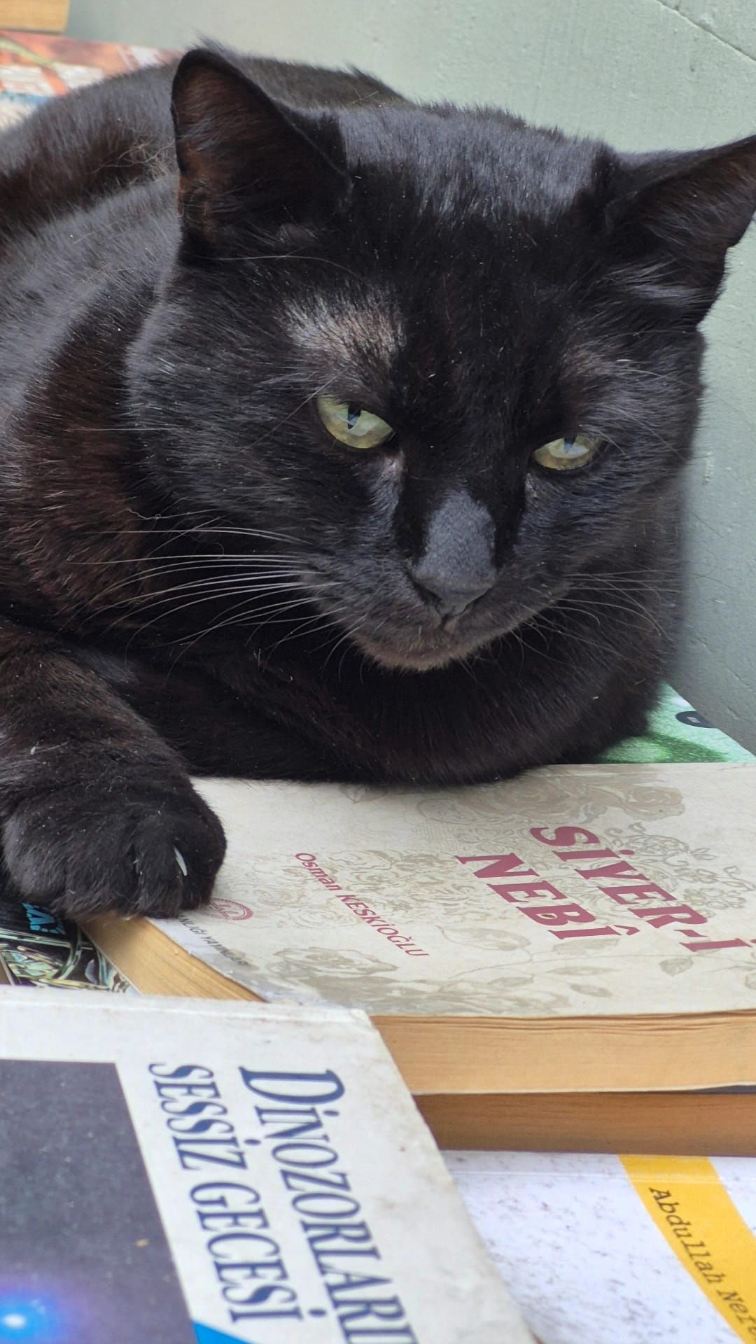 A black cat sitting on a stack of books, looking at the camera with one paw stretched out in front